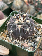 Gymnocalycium Spegazzinii Purple Skin Seed Grown Live Cactus | 3.5" Pot