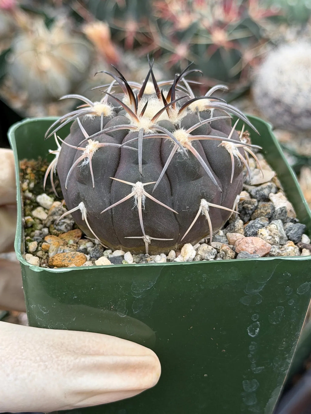 Gymnocalycium Spegazzinii Purple Skin Seed Grown Live Cactus | 3.5" Pot