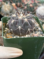 Gymnocalycium Spegazzinii Purple Skin Seed Grown Live Cactus | 3.5" Pot