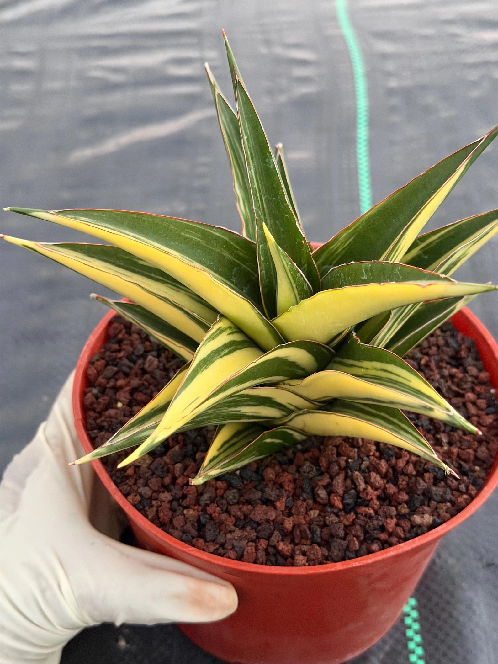 Variegated Sansevieria Tower | Live Snake Plant | 6" Pot | #52