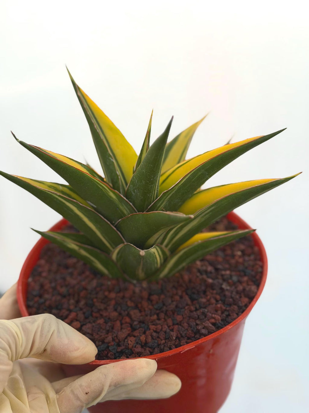 Variegated Sansevieria Tower | Live Snake Plant | 6" Pot | #52