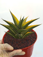 Variegated Sansevieria Tower | Live Snake Plant | 6" Pot | #52