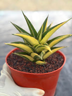 Variegated Sansevieria Tower | Live Snake Plant | 6" Pot | #52