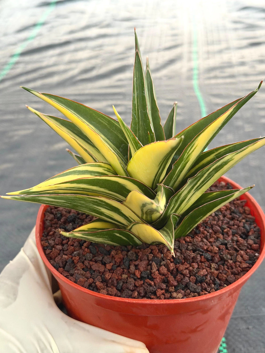 Variegated Sansevieria Tower | Live Snake Plant | 6" Pot | #52