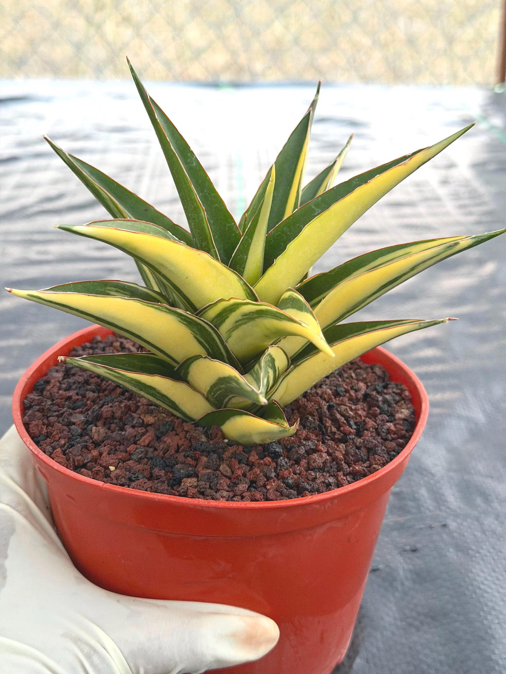 Variegated Sansevieria Tower | Live Snake Plant | 6" Pot | #52