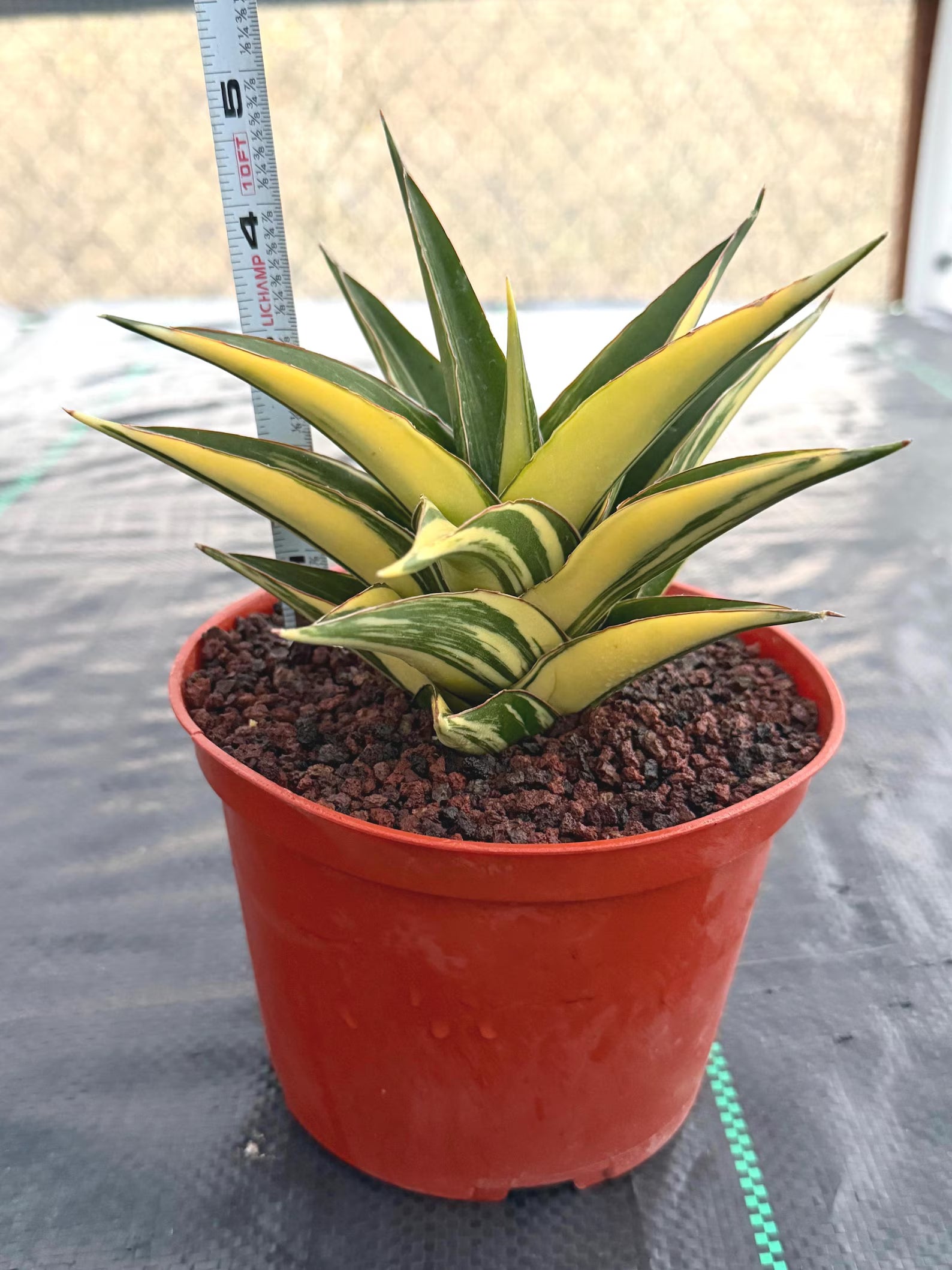Variegated Sansevieria Tower | Live Snake Plant | 6" Pot | #52