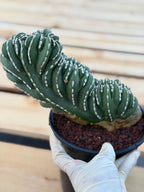 Crested Mexican Fence Post Cactus #0011| Rare Live Cactus