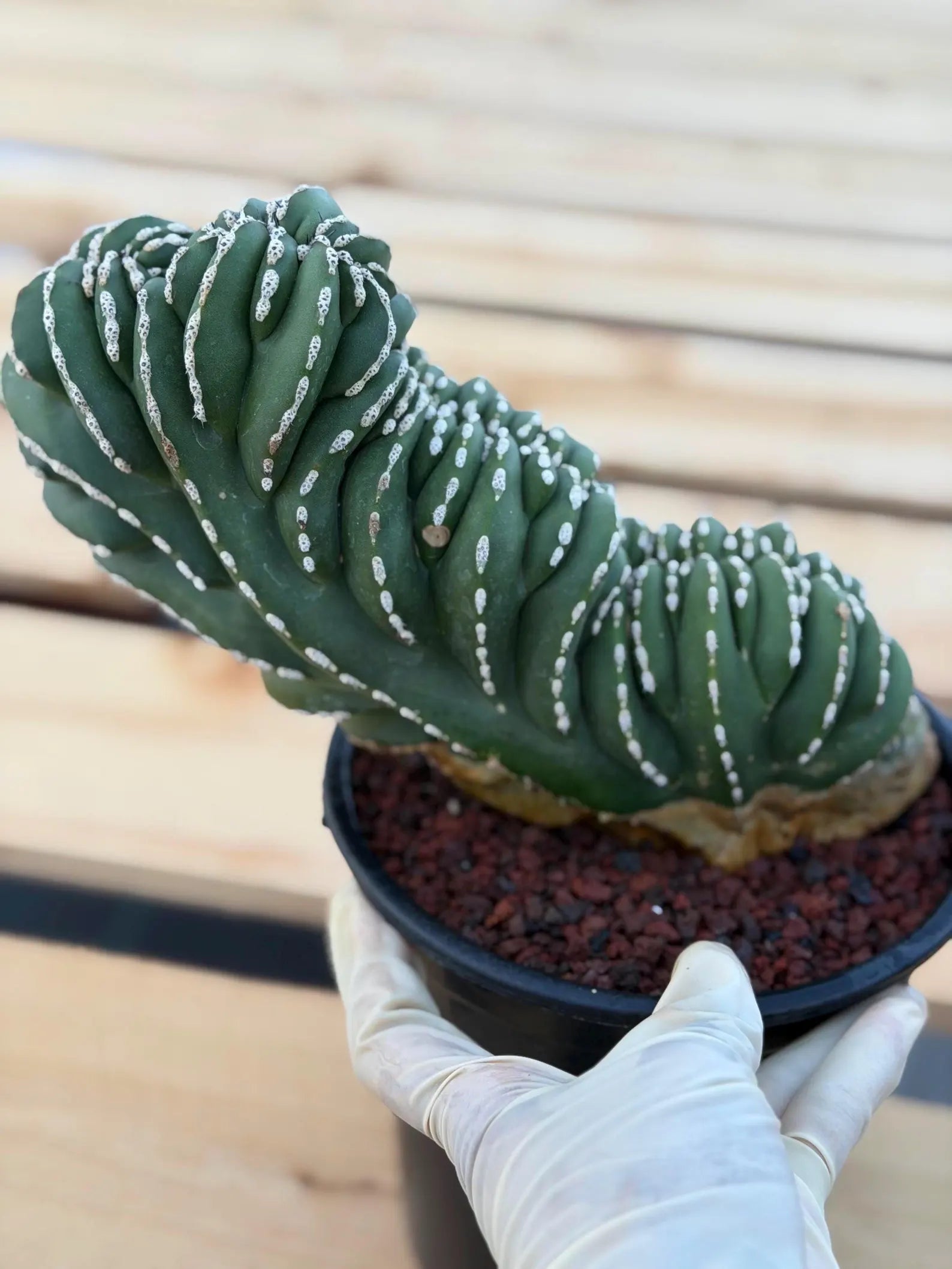 Crested Golden Barrel Cactus | Rare Live Cactus #11