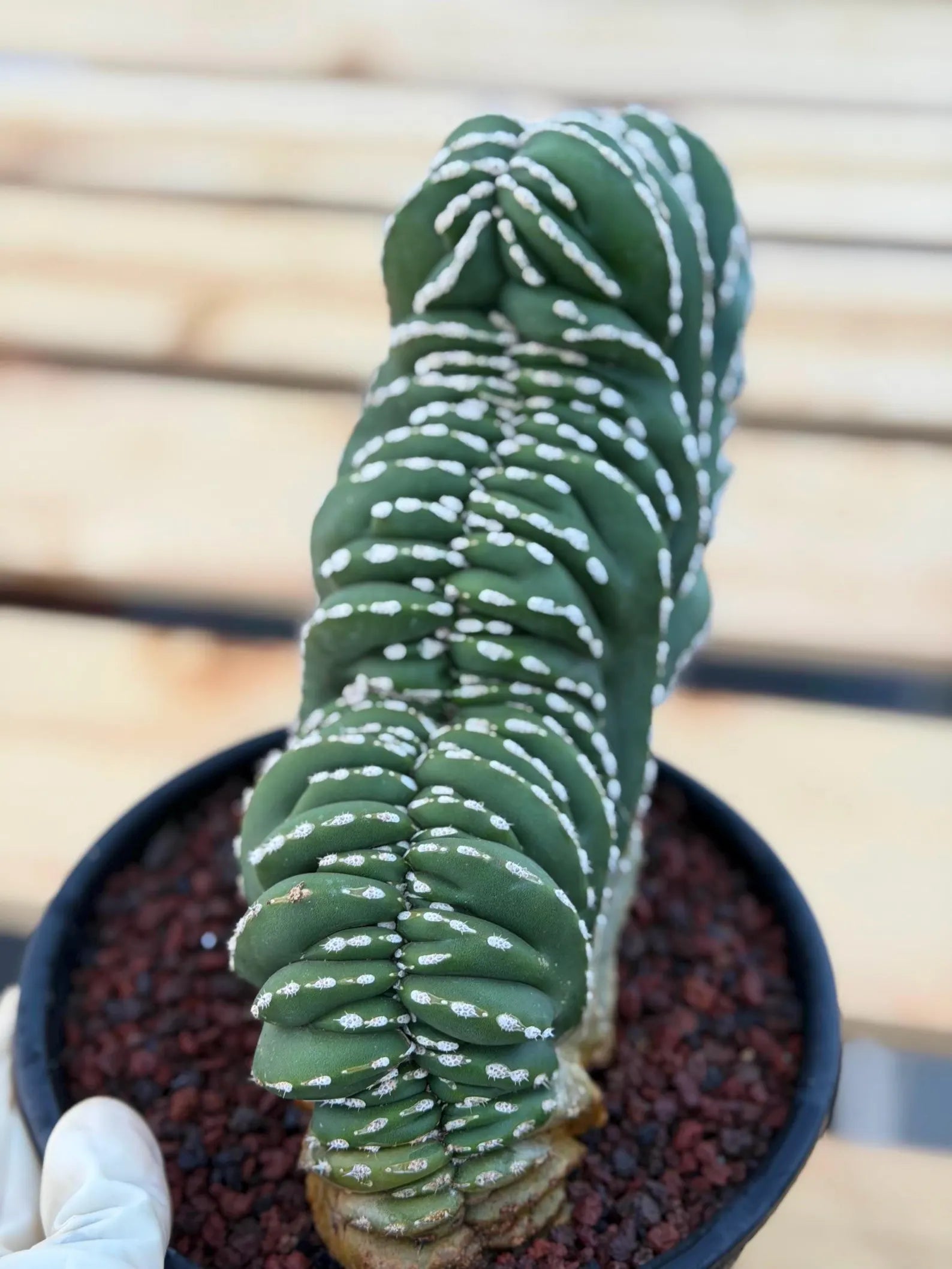 Crested Mexican Fence Post Cactus #0011| Rare Live Cactus