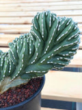 Crested Golden Barrel Cactus | Rare Live Cactus #11