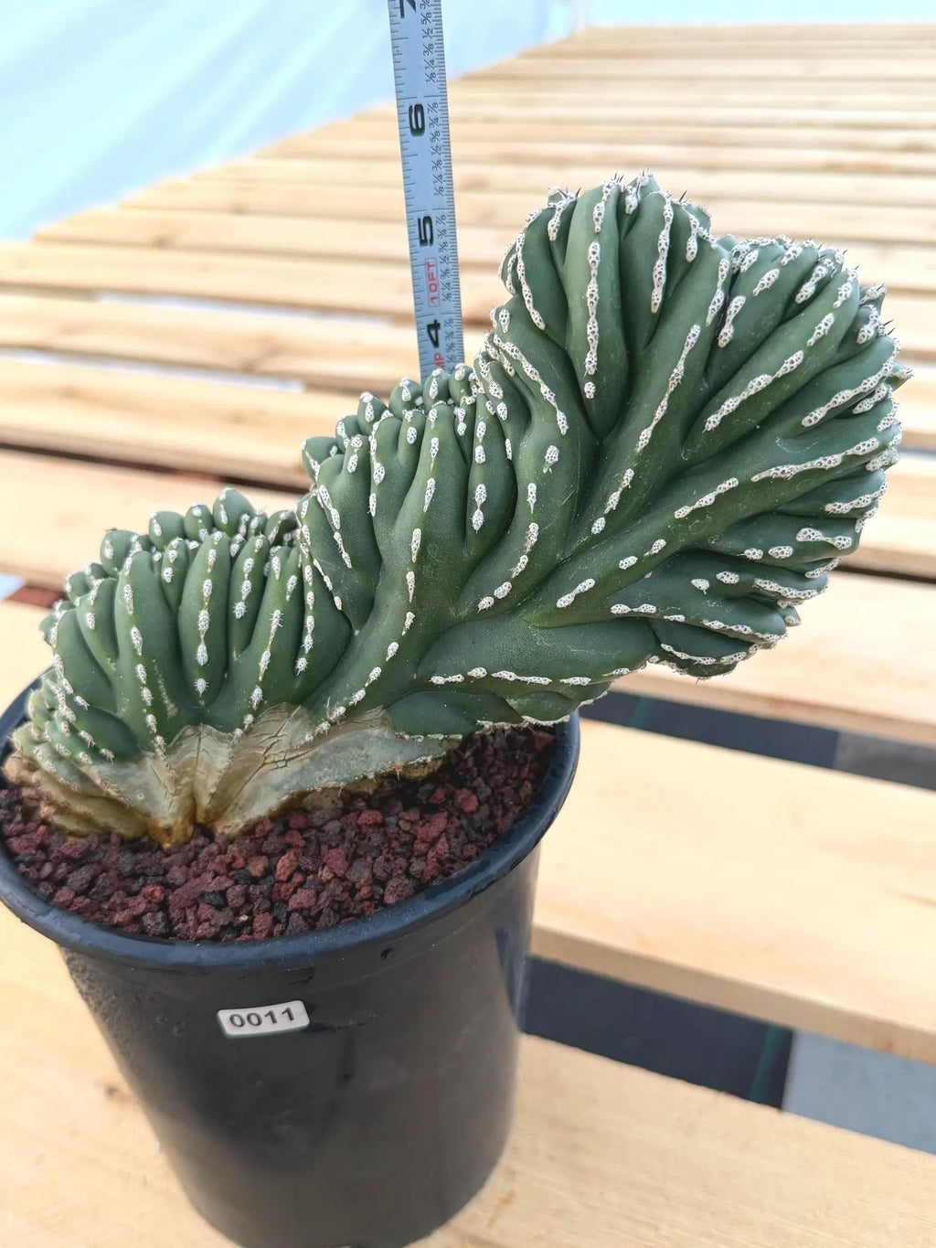 Crested Golden Barrel Cactus | Rare Live Cactus #11