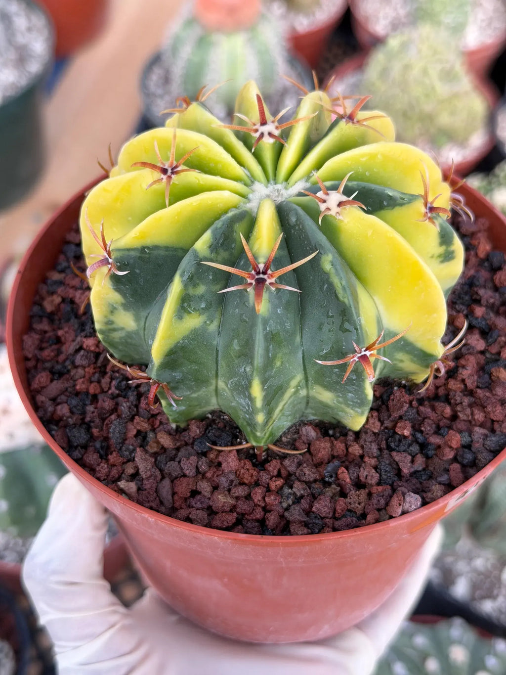 Variegated Echinocactus texensis | Rare Horse Crippler Cactus #410