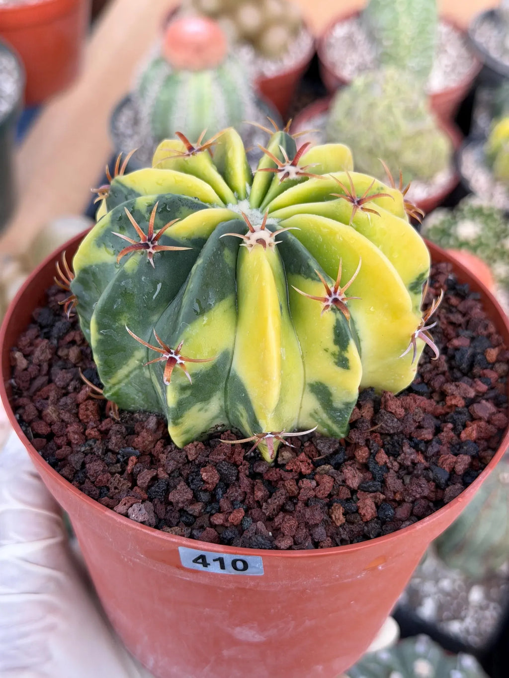 Variegated Echinocactus texensis | Rare Horse Crippler Cactus #410