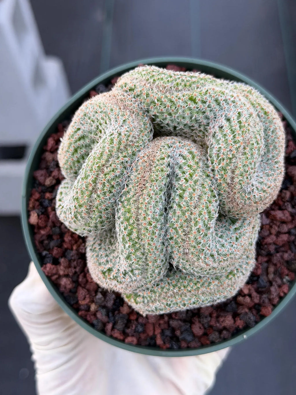 Crested Mammillaria #80 | Rare Live Cactus | Collector Plant