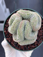 Crested Mammillaria #80 | Rare Live Cactus | Collector Plant