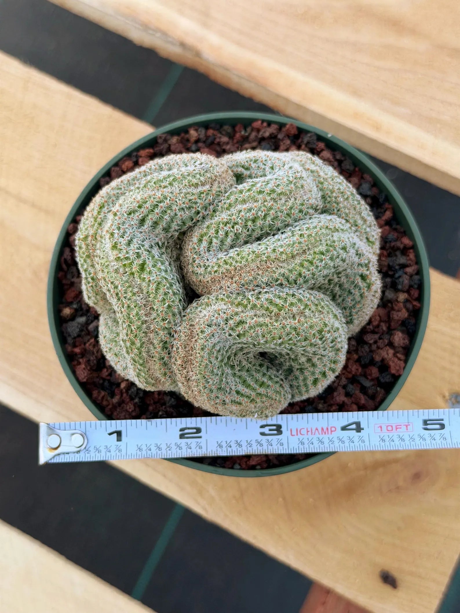 Crested Mammillaria #80 | Rare Live Cactus | Collector Plant