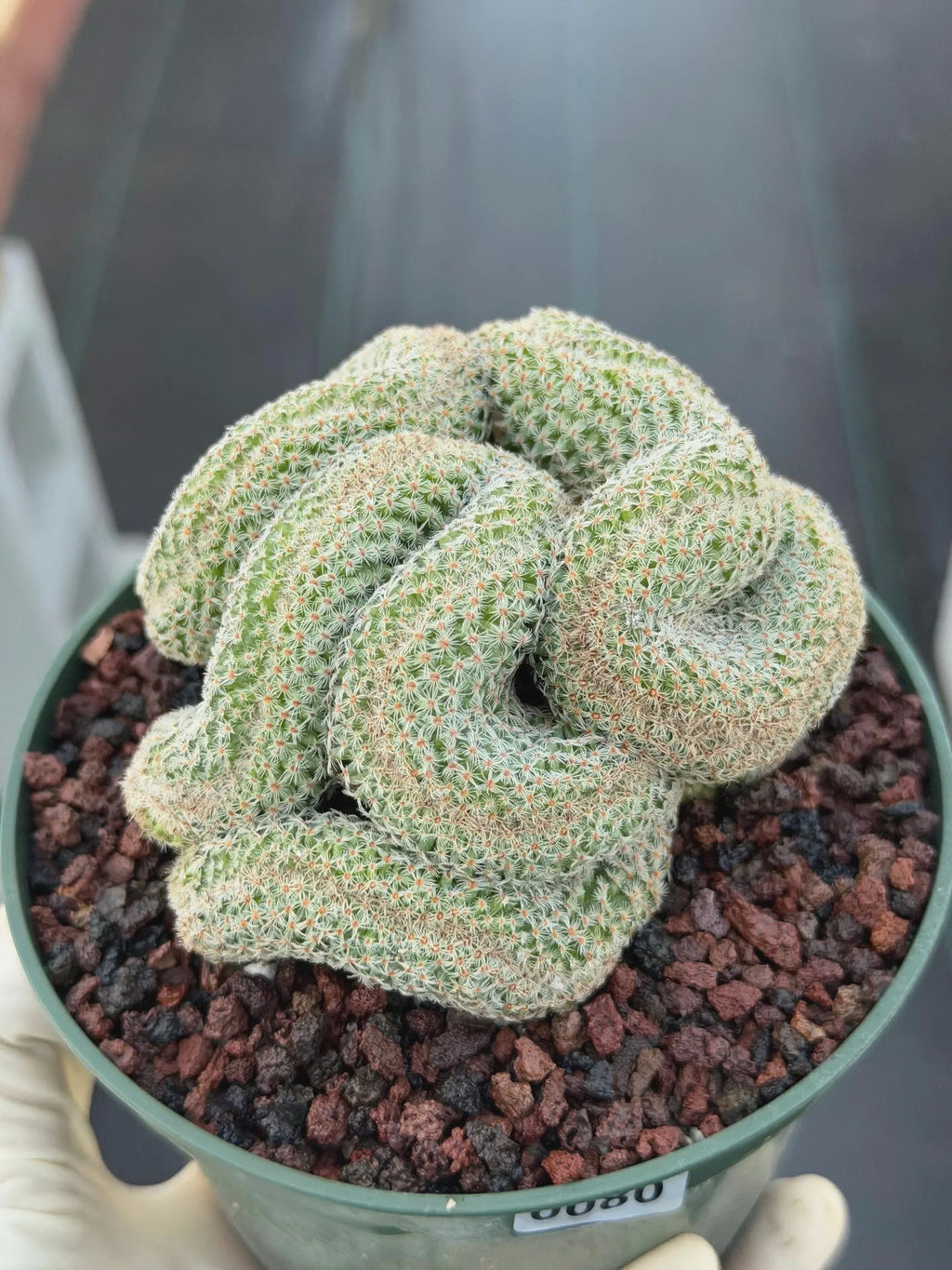 Crested Mammillaria #80 | Rare Live Cactus | Collector Plant