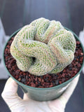 Crested Mammillaria #80 | Rare Live Cactus | Collector Plant