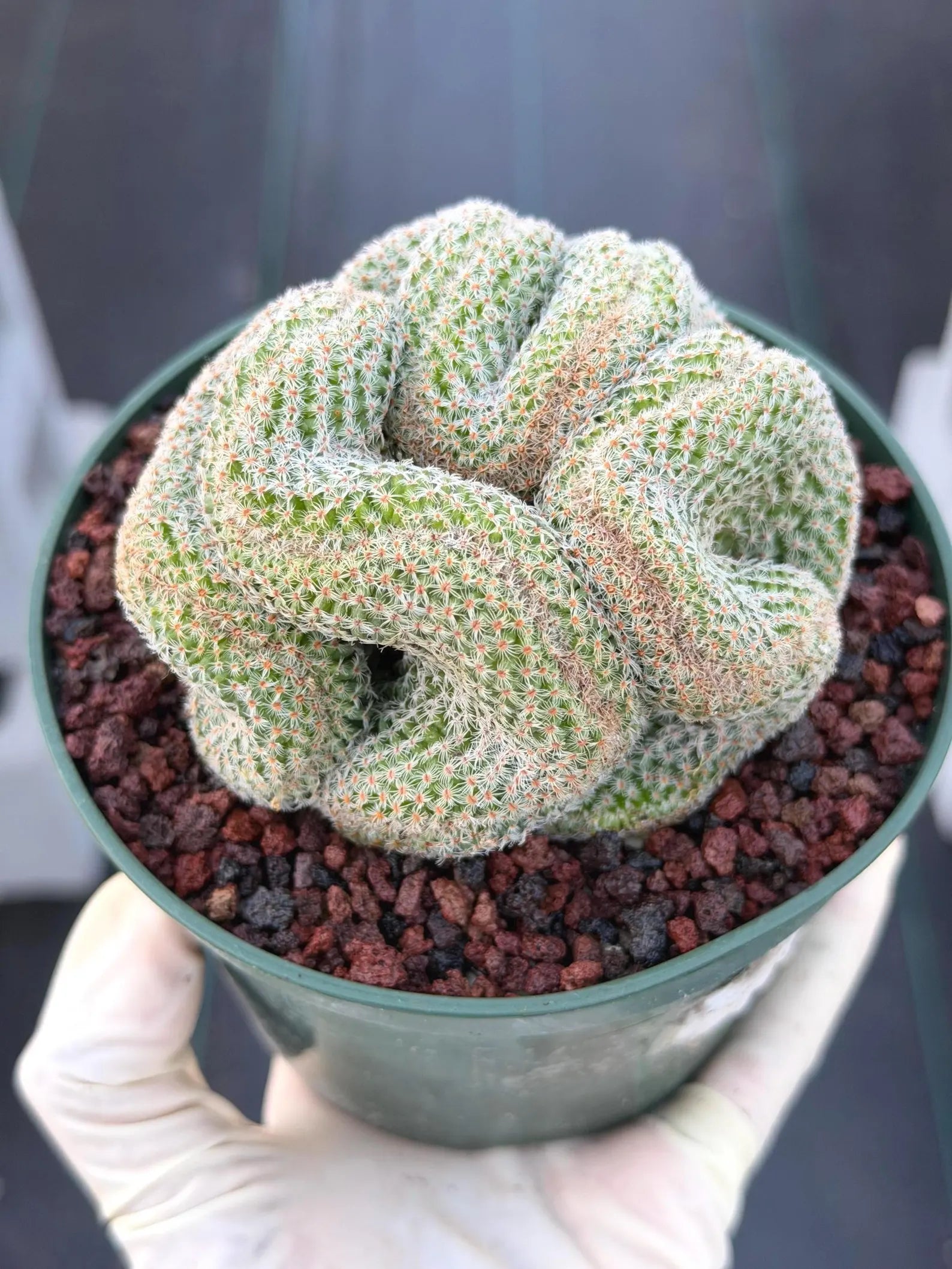 Crested Mammillaria #80 | Rare Live Cactus | Collector Plant