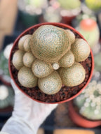 Mammillaria Lenta Cluster Golden Spine Form | Specimen Cactus
