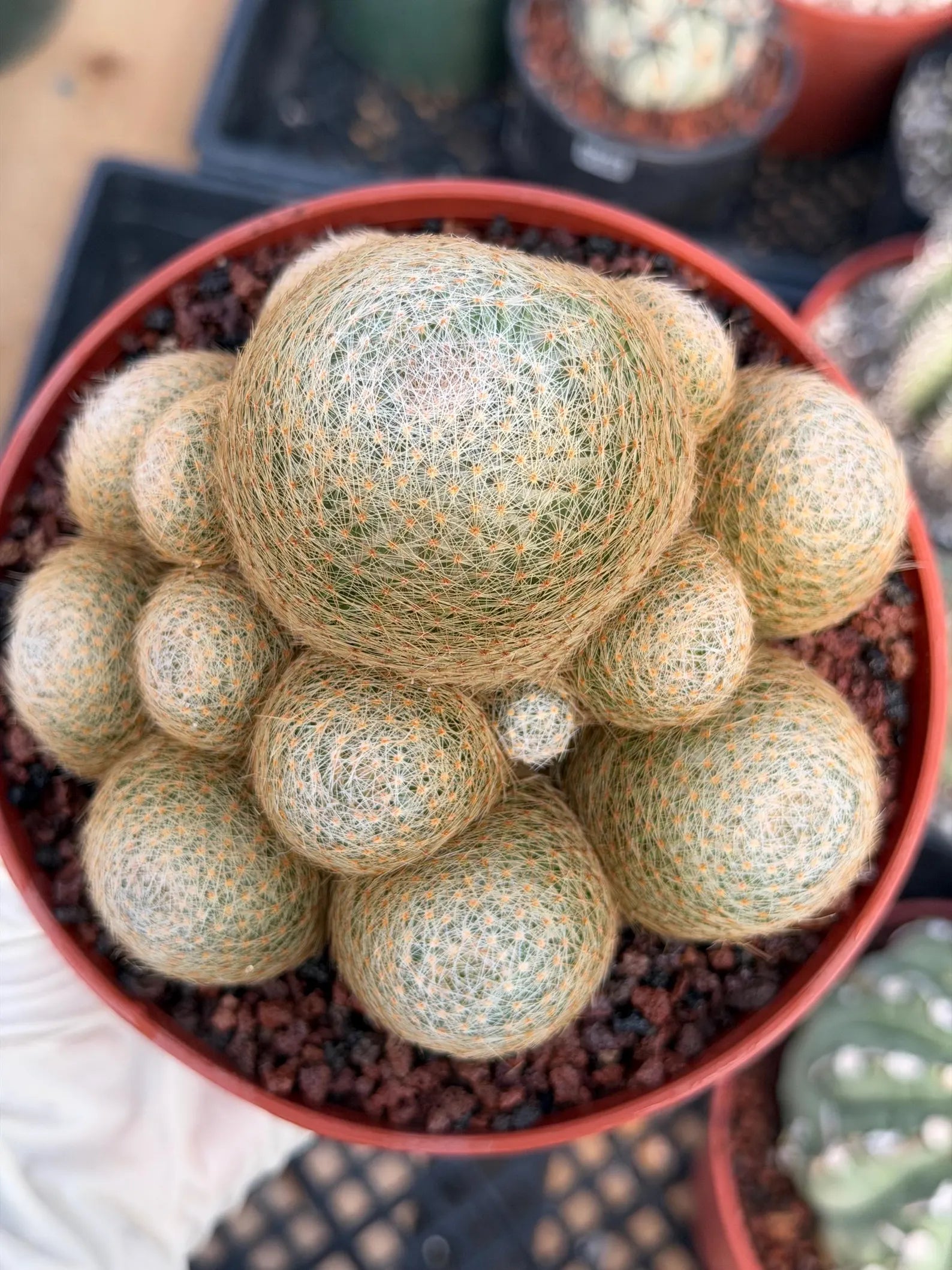 Mammillaria Lenta Cluster Golden Spine Form | Specimen Cactus
