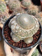 Mammillaria Perbella Cluster Rare Seed Grown Live Cactus – Exact Collector Plant #183