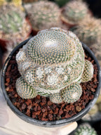 Mammillaria Perbella Cluster Rare Seed Grown Live Cactus – Exact Collector Plant #183