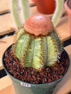 Variegated Melocactus Matanzanus with Orange Cephalium #371