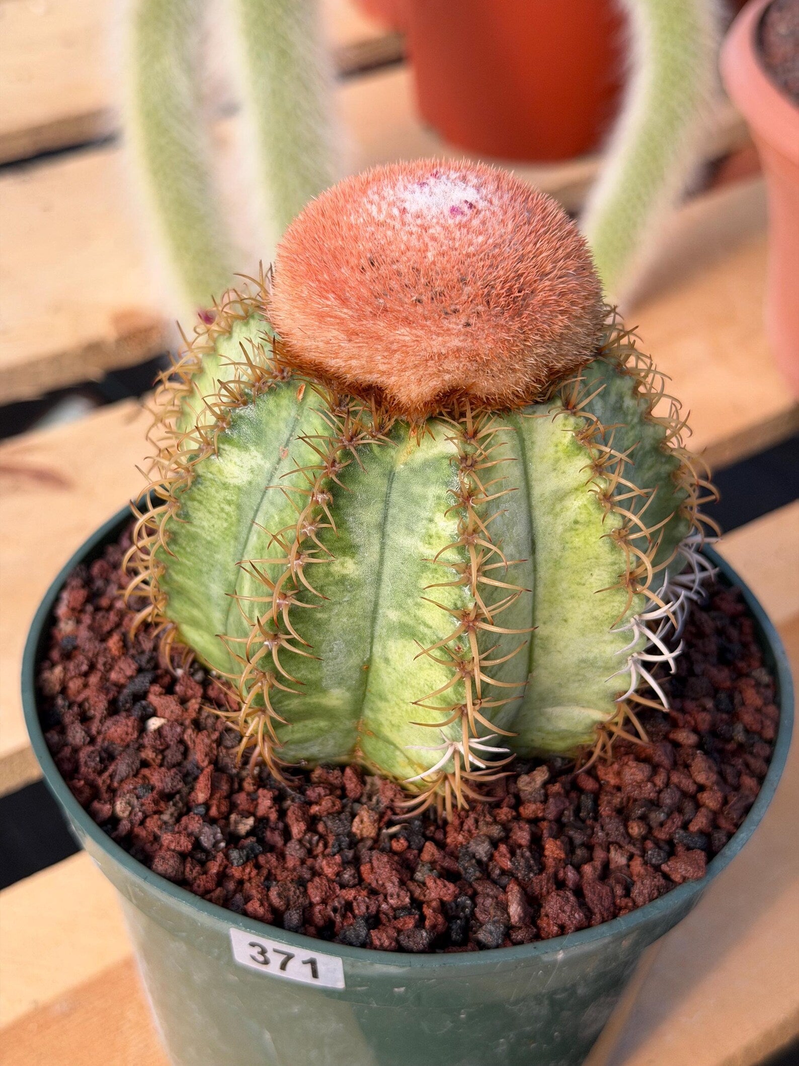 Variegated Melocactus Matanzanus with Orange Cephalium #371
