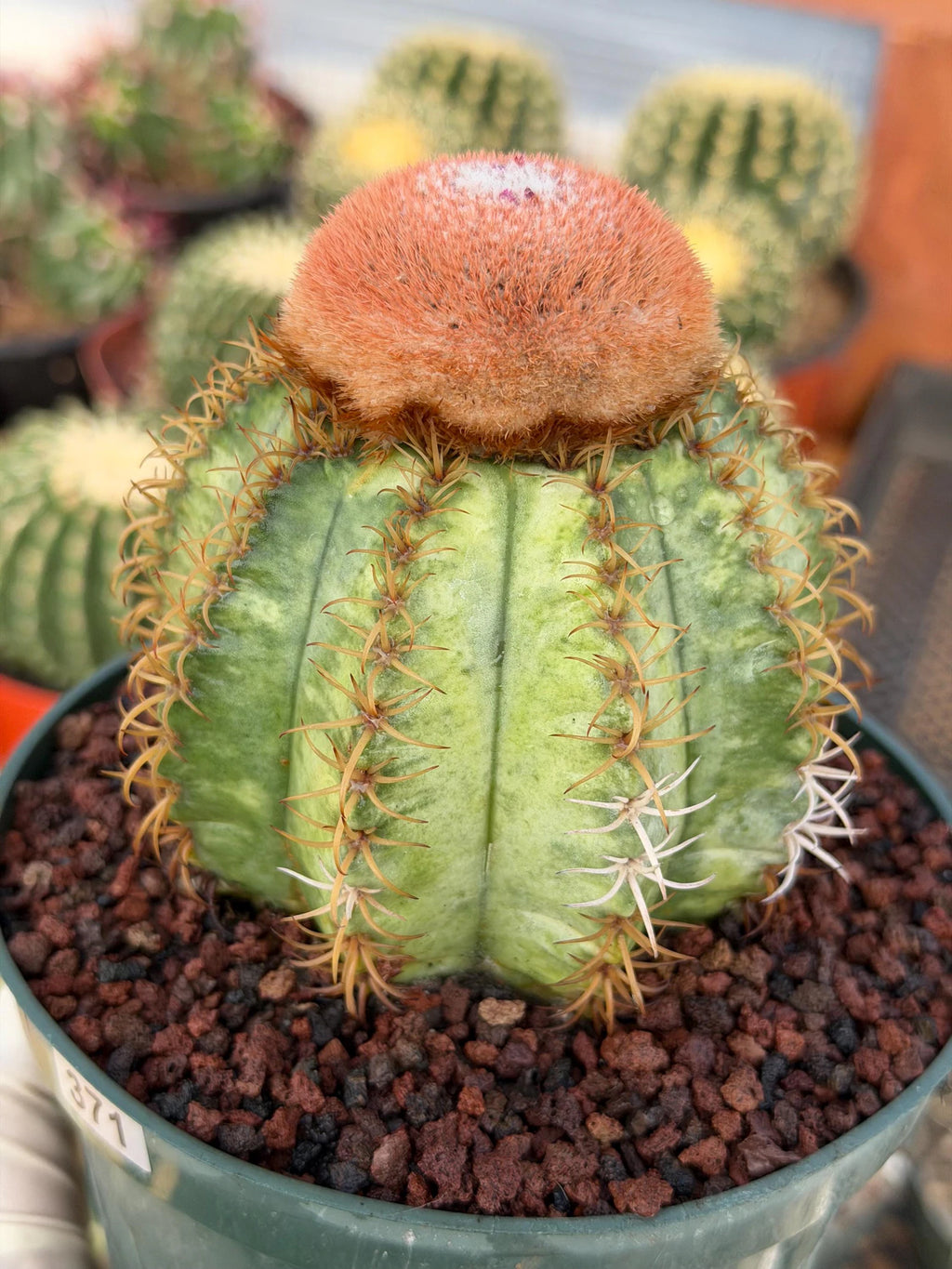 Variegated Melocactus Matanzanus with Orange Cephalium #371