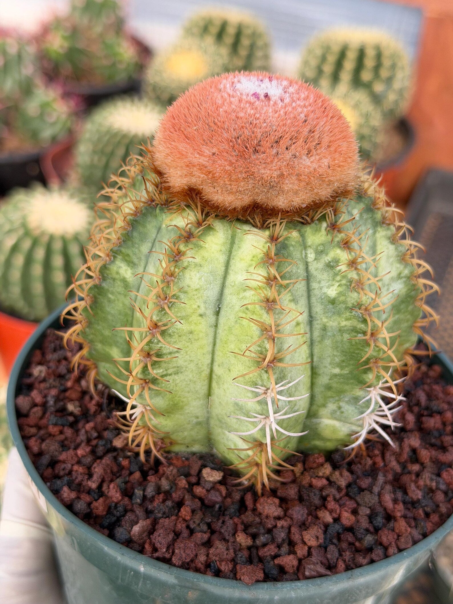 Variegated Melocactus Matanzanus with Orange Cephalium #371