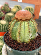 Variegated Melocactus Matanzanus with Orange Cephalium #371