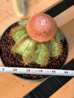 Variegated Melocactus Matanzanus with Orange Cephalium #371