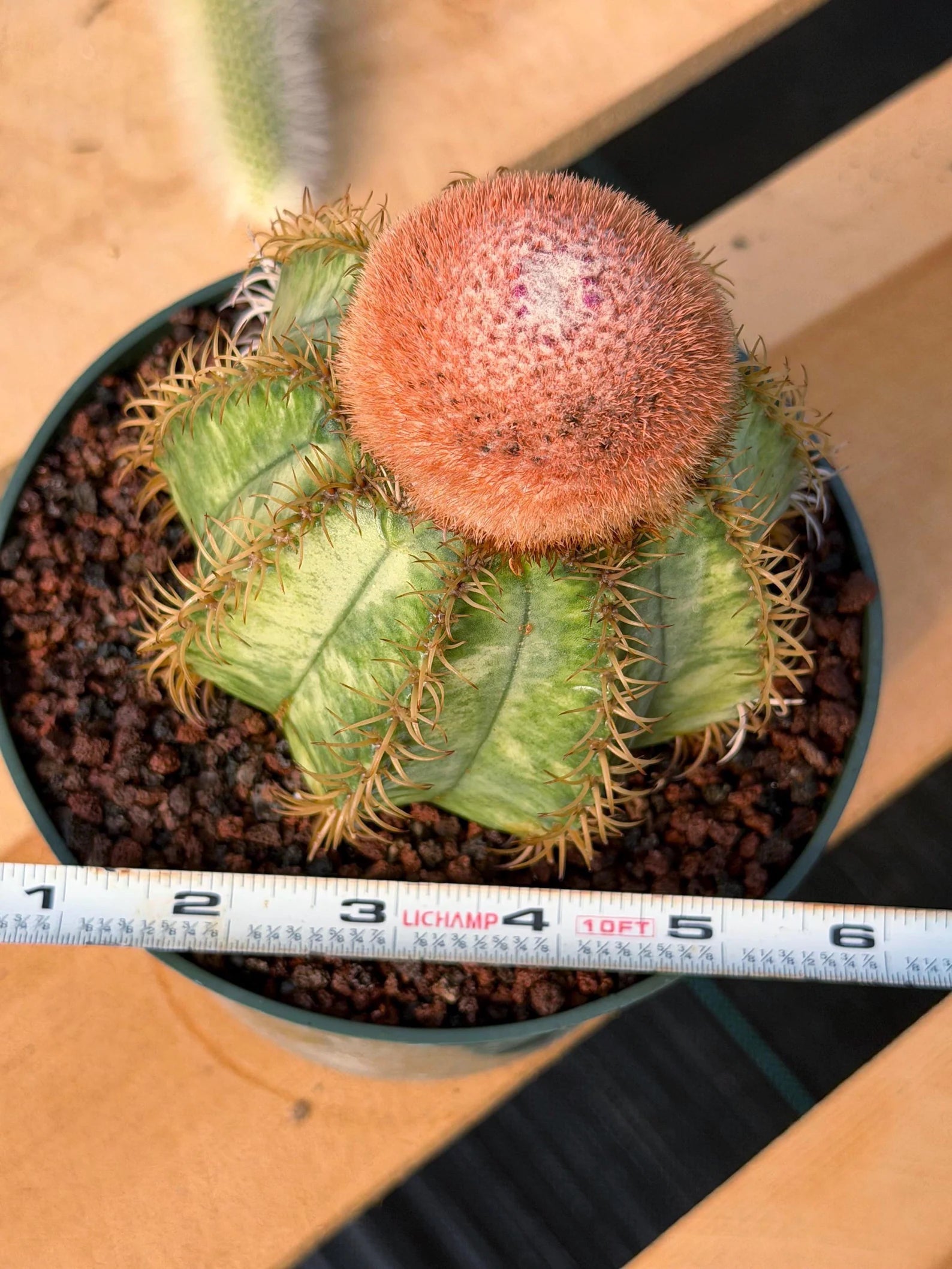 Variegated Melocactus Matanzanus with Orange Cephalium #371
