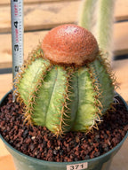 Variegated Melocactus Matanzanus with Orange Cephalium #371