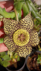Stapelia Orbea Large Succulent | Rare Live Plant | Hanging Basket Plant #392