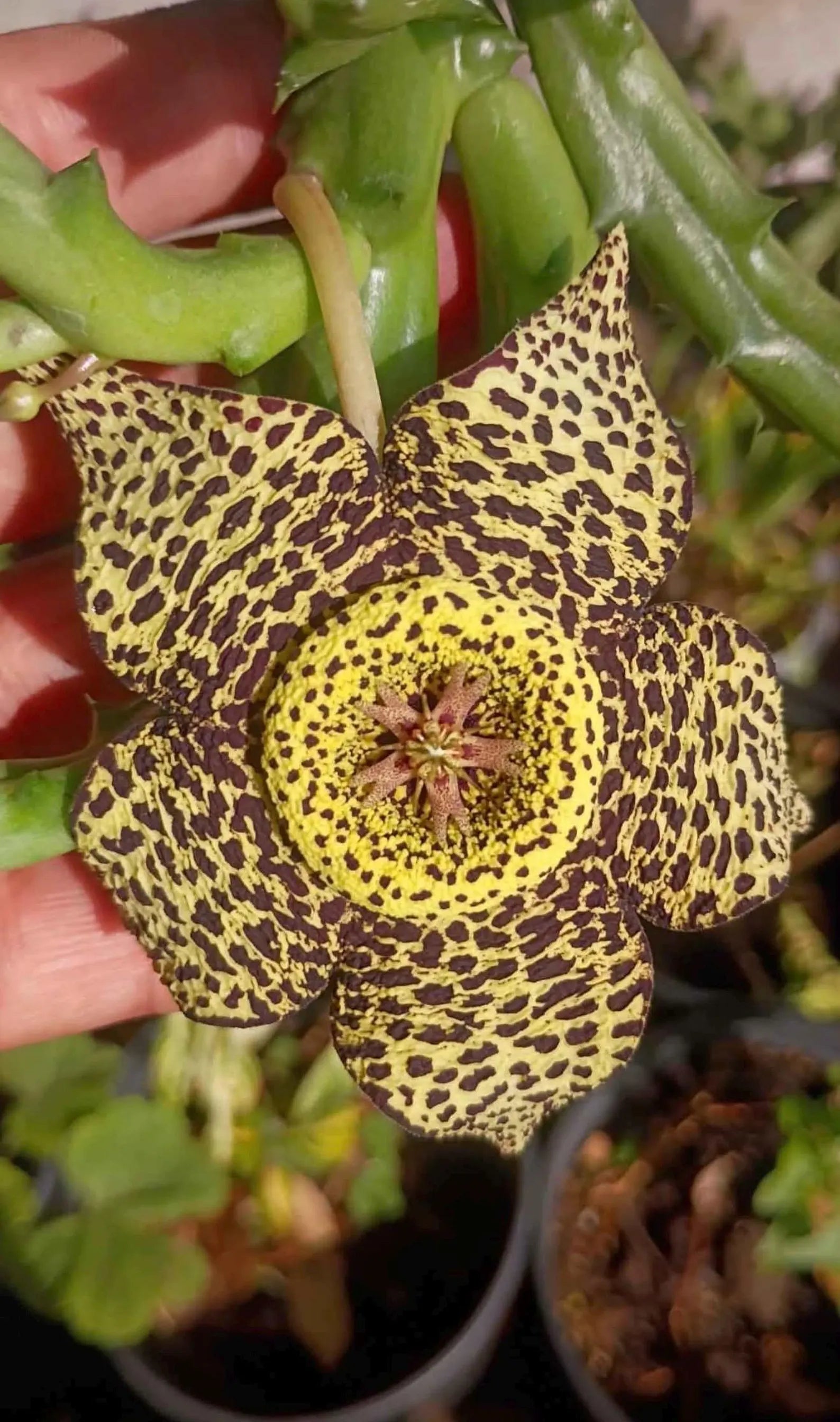 Stapelia Orbea Large Succulent | Rare Live Plant | Hanging Basket Plant #392