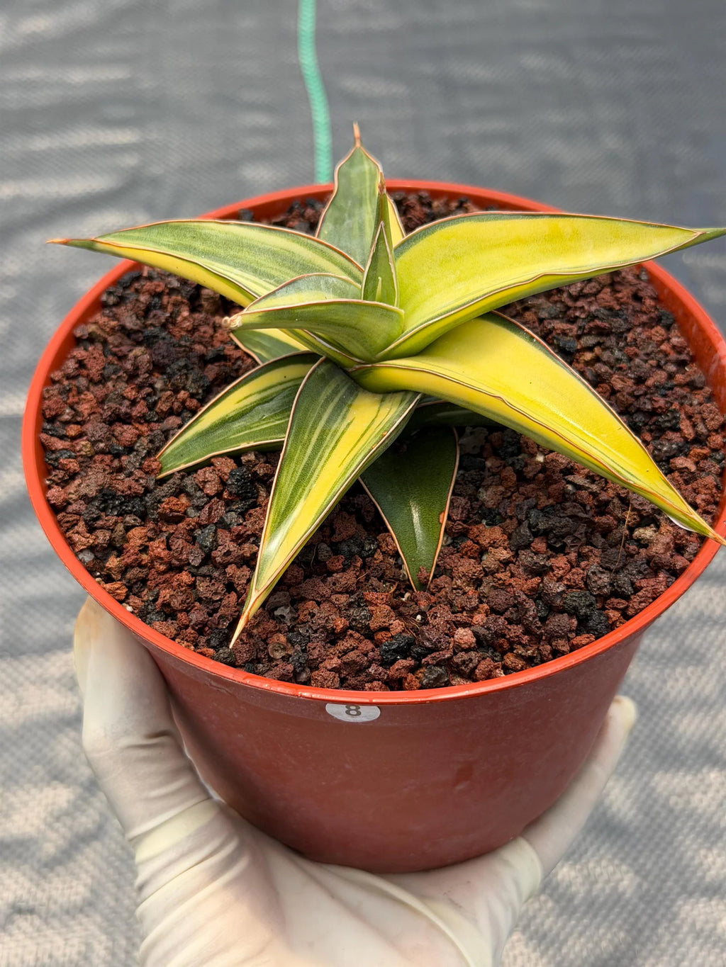 Variegated Sansevieria Lavranos Rare Snake Plant – Live Houseplant #23251