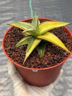 Variegated Sansevieria Lavranos Rare Snake Plant – Live Houseplant #23251