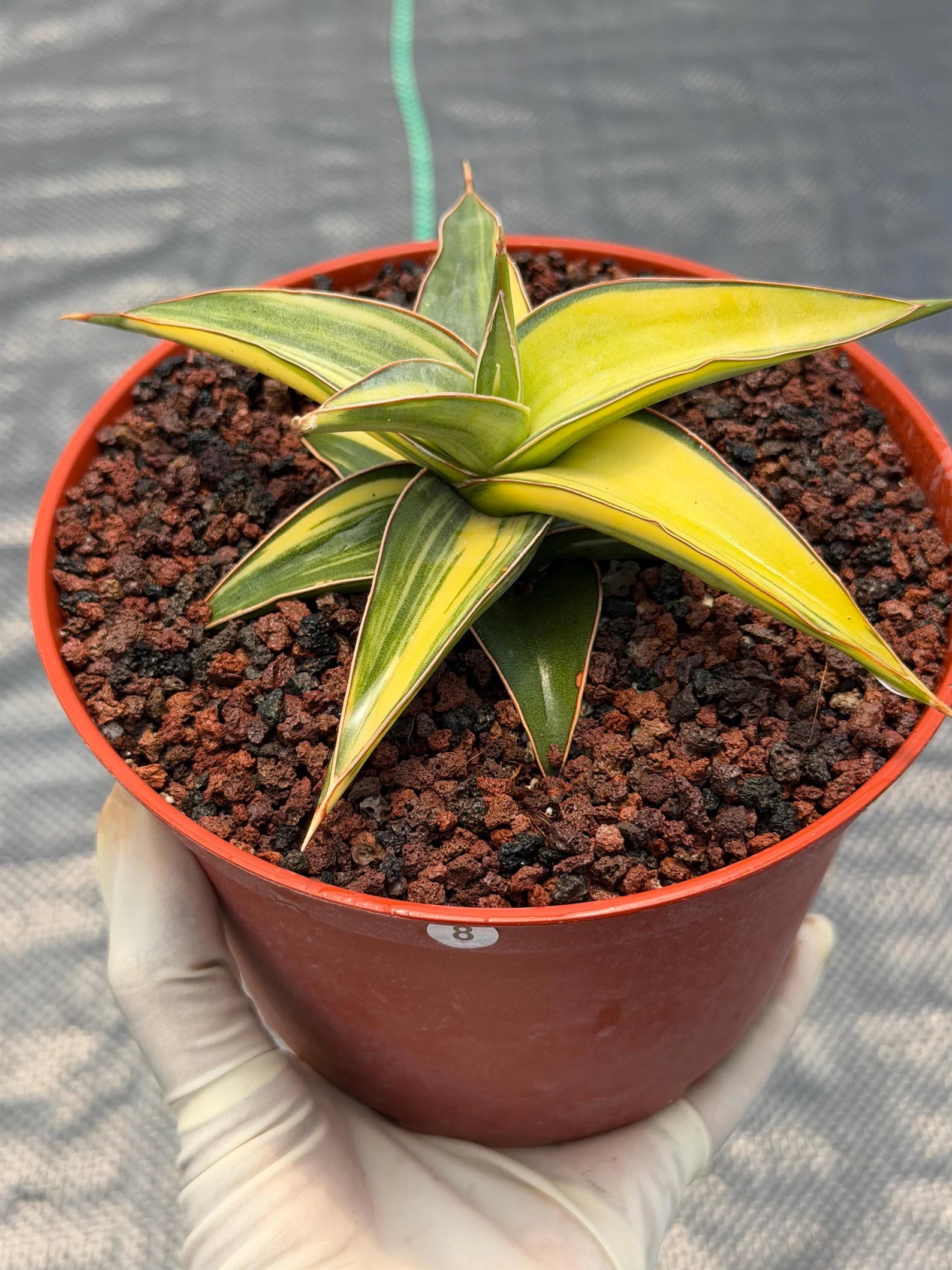 Variegated Sansevieria Lavranos Rare Snake Plant – Live Houseplant #23251