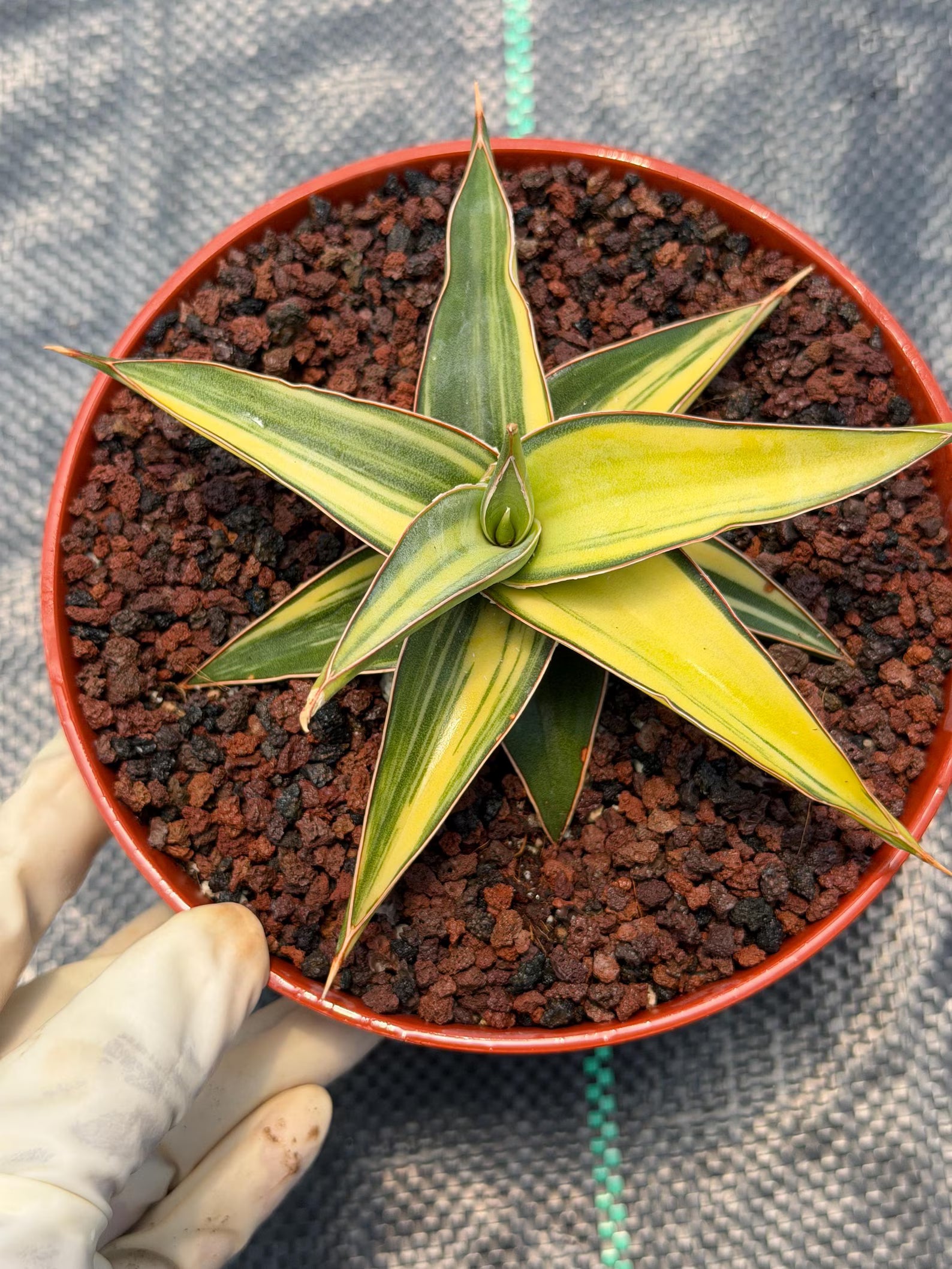 Variegated Sansevieria Lavranos Rare Snake Plant – Live Houseplant #23251