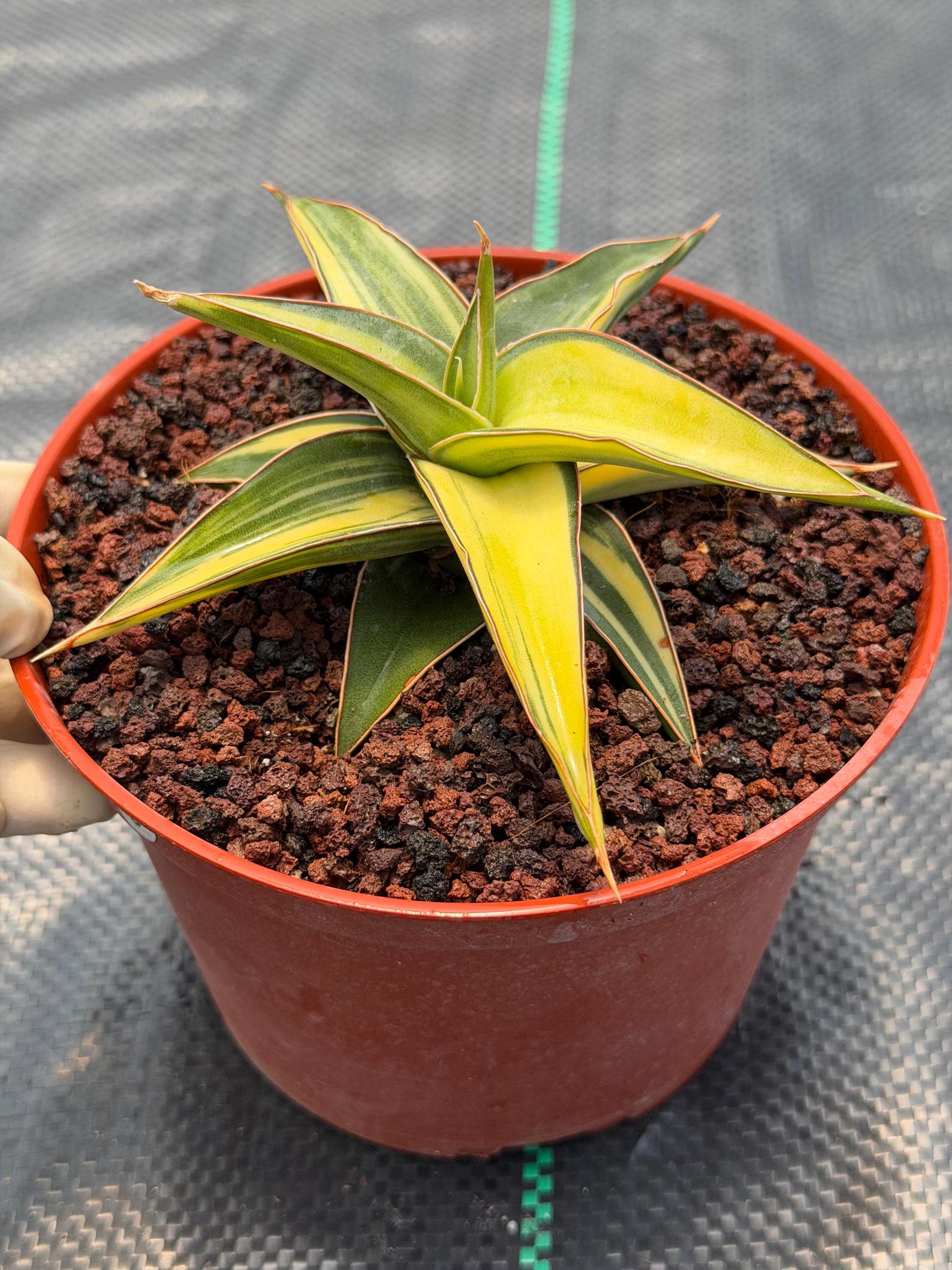 Variegated Sansevieria Lavranos Rare Snake Plant – Live Houseplant #23251