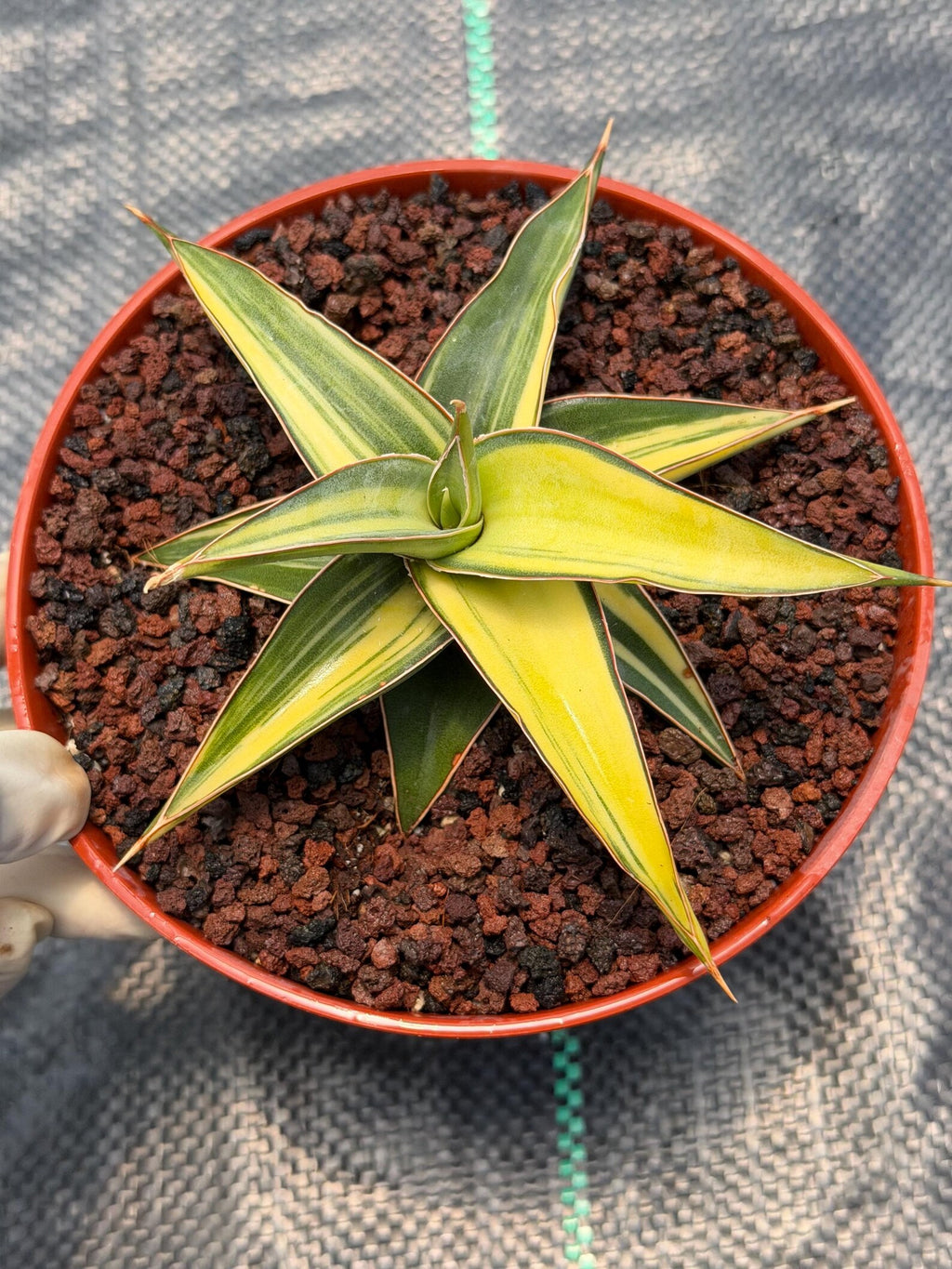 Variegated Sansevieria Lavranos Rare Snake Plant – Live Houseplant #23251