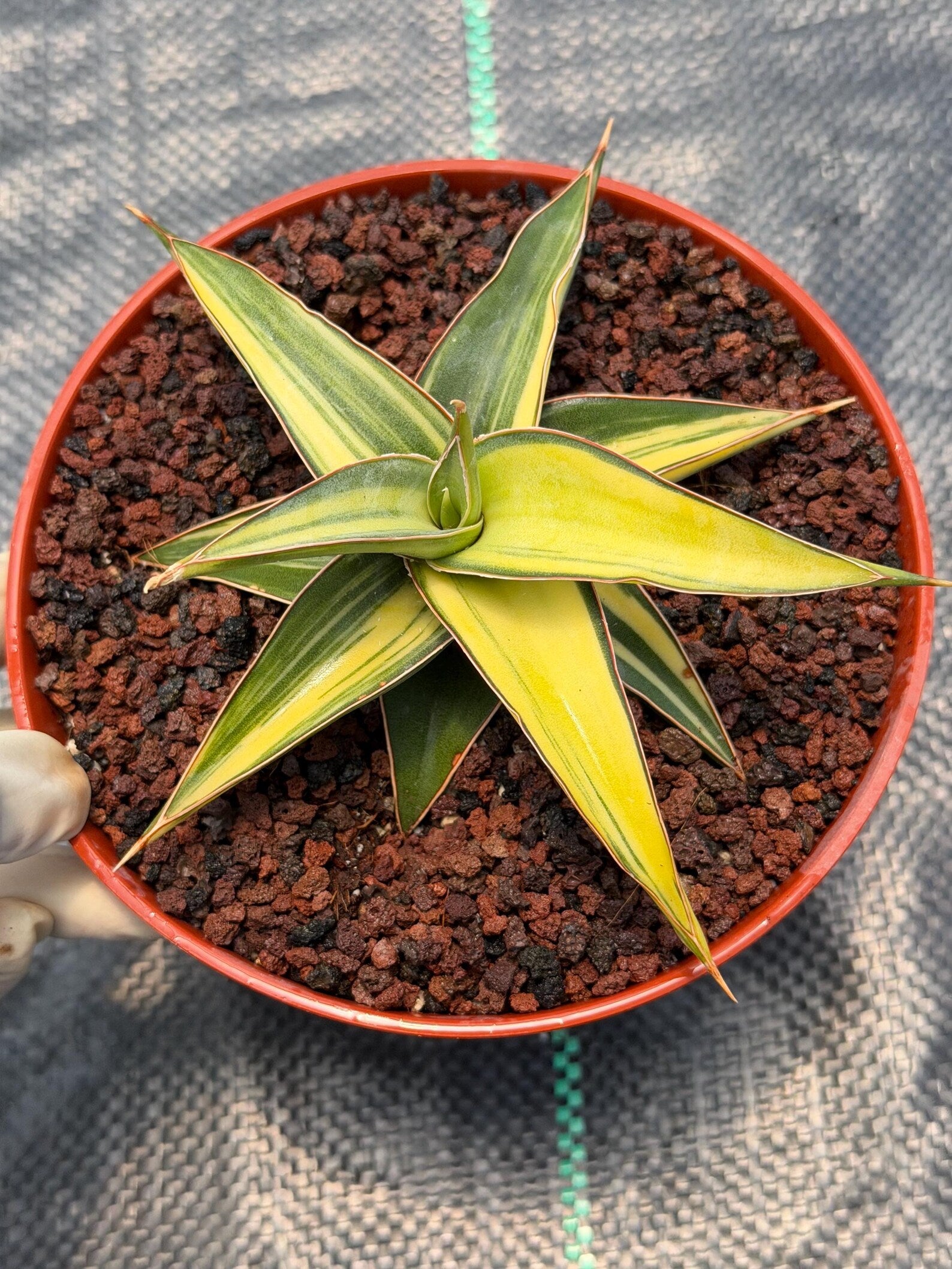 Variegated Sansevieria Lavranos Rare Snake Plant – Live Houseplant #23251