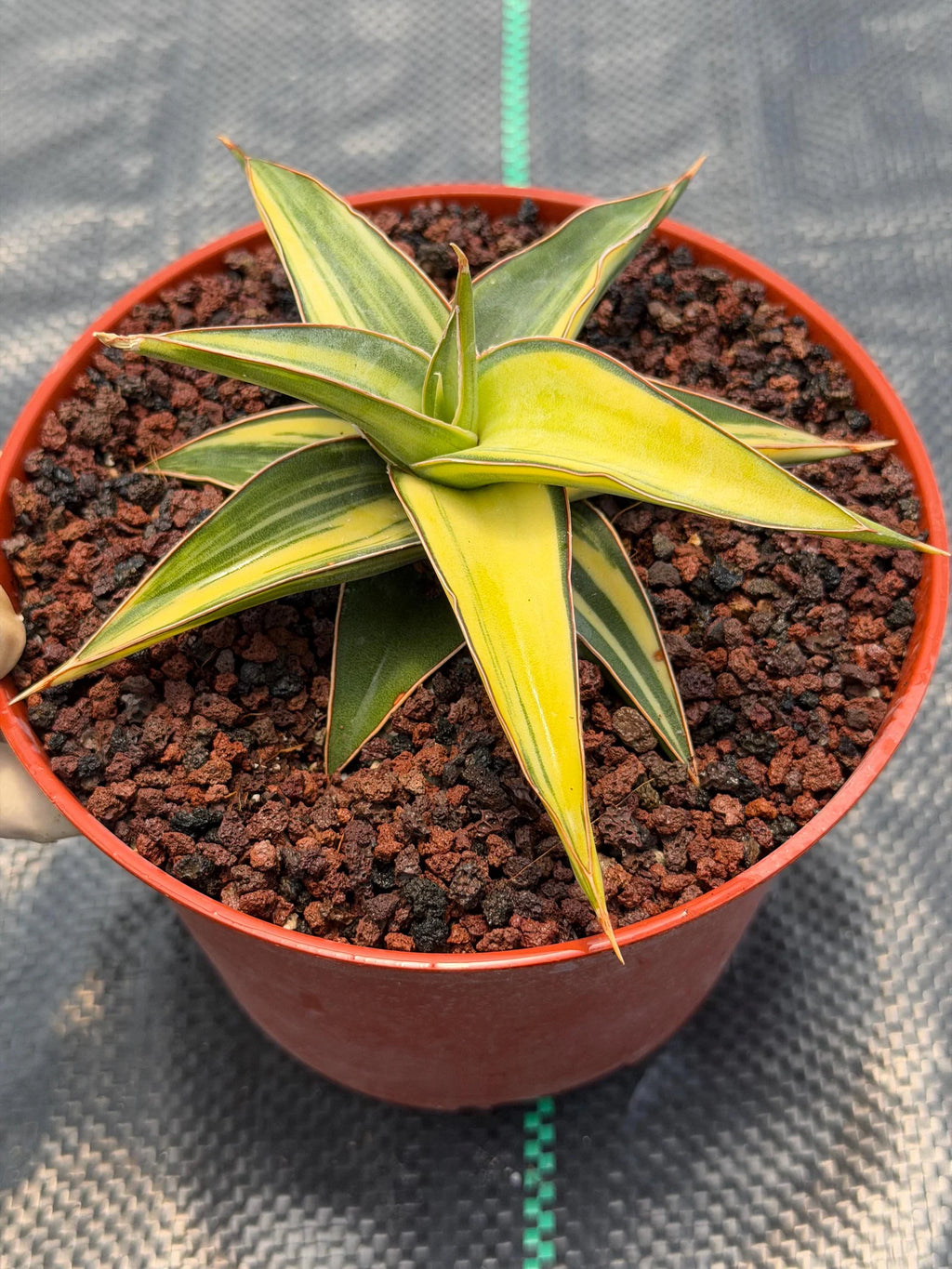 Variegated Sansevieria Lavranos Rare Snake Plant – Live Houseplant #23251