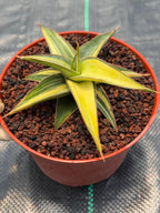 Variegated Sansevieria Lavranos Rare Snake Plant – Live Houseplant #23251