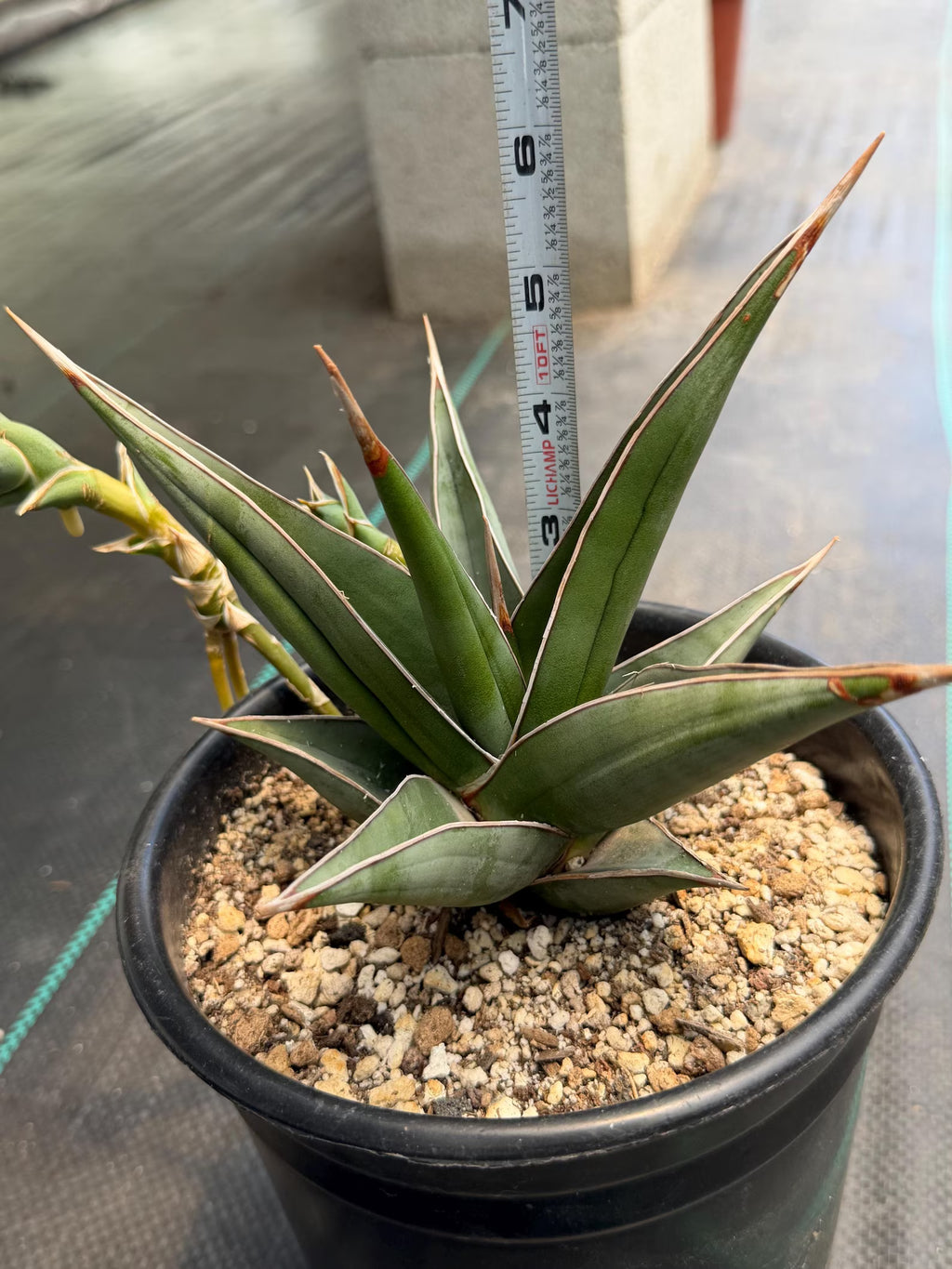 Large Sansevieria Pinguicula 'Walking Snake Plant' with Pups | Rare Live Houseplant | Exact Plant