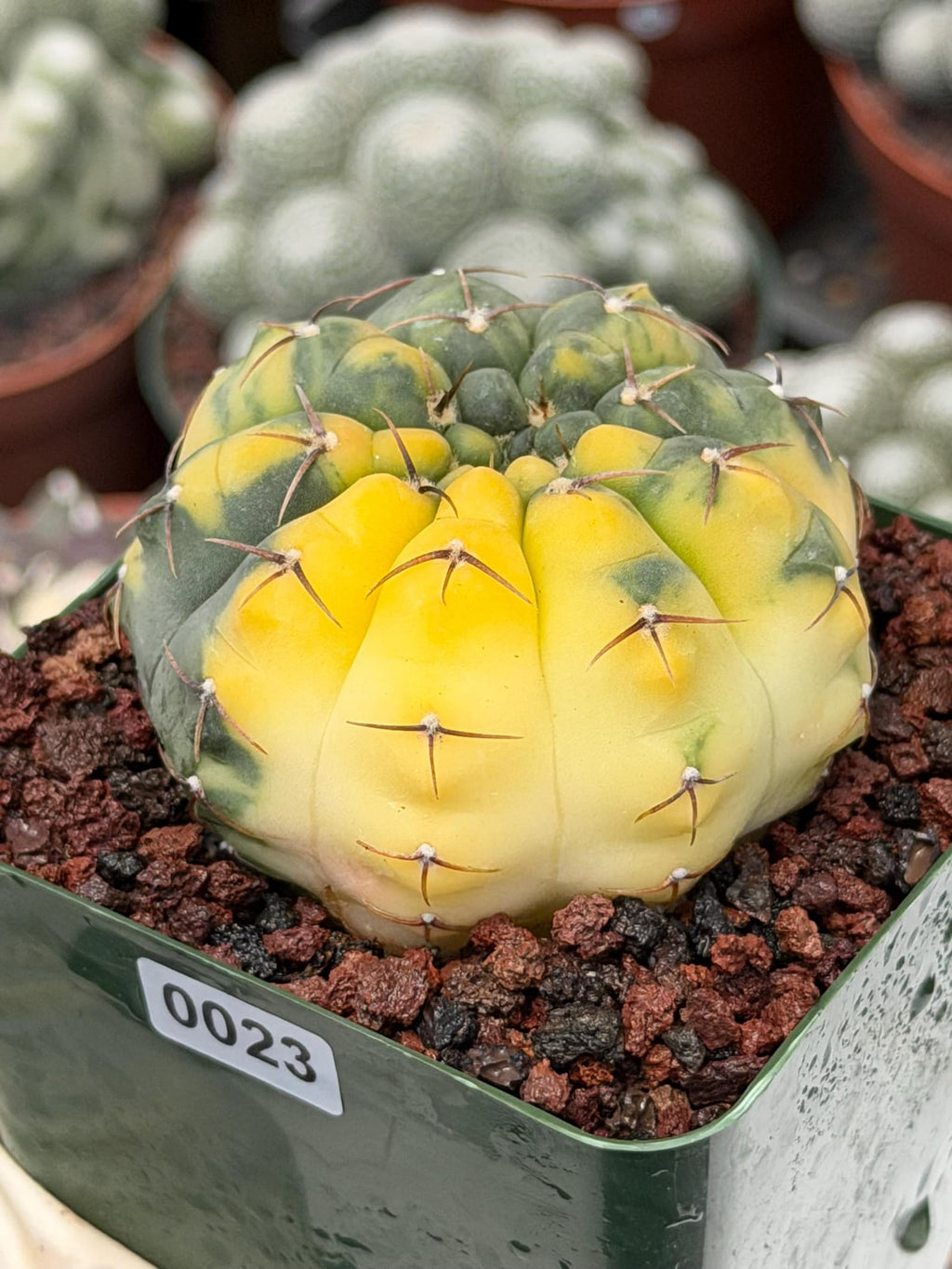 Variegated Gymnocalycium Ochoterenae Rare Cactus #943