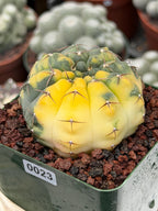 Variegated Gymnocalycium Ochoterenae Rare Cactus #943