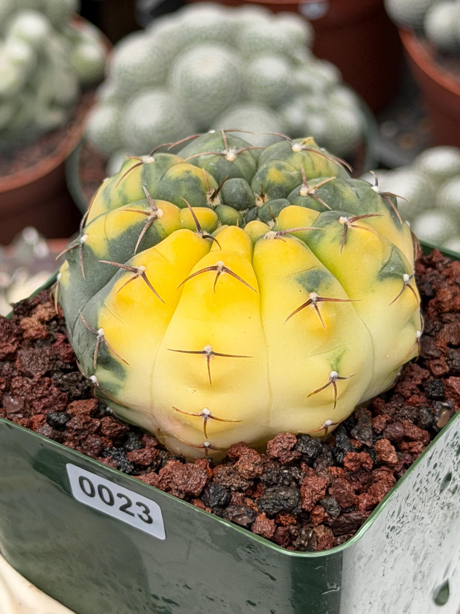 Variegated Gymnocalycium Ochoterenae Rare Cactus #943